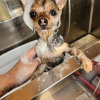 Dog  salon  Little. Popの紹介写真_1枚目