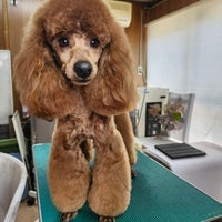 Dog  salon  Little. Popの紹介写真_2枚目