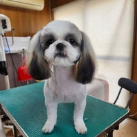 ベテランスタッフによる安定感抜群のトリミングの写真