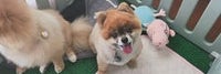 Dog  salon  Little. Pop_2枚目