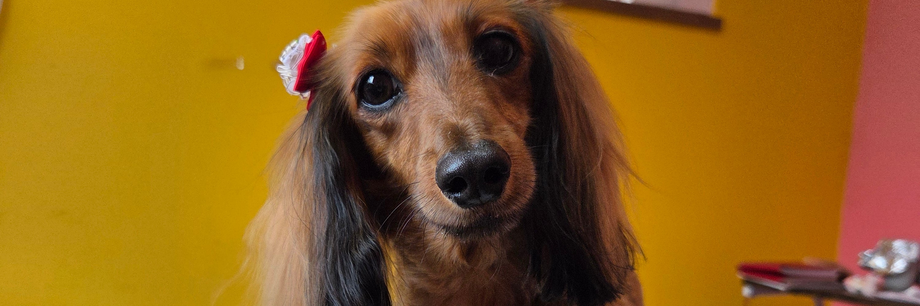 Dog  salon  Little. Pop_4枚目