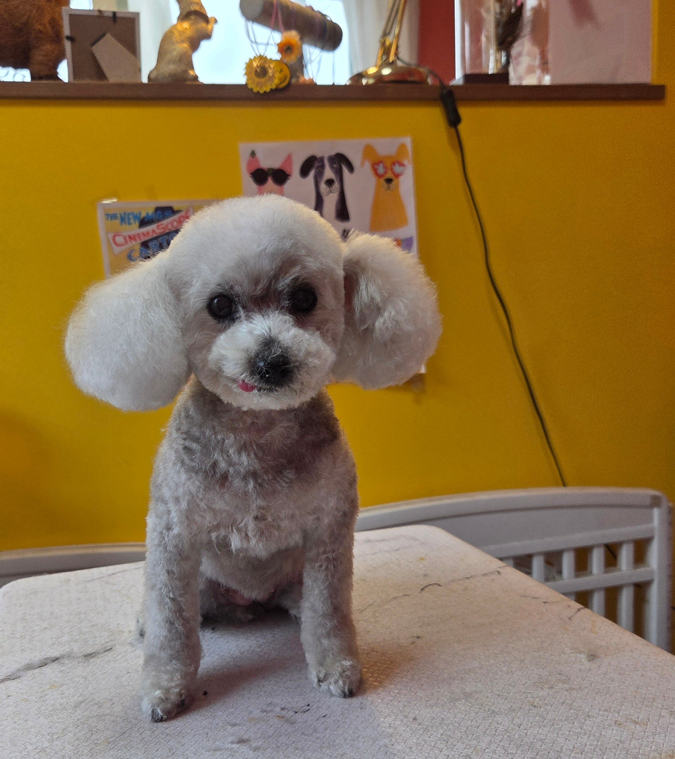 Dog  salon  Little. Popのスッキリカットコースの写真