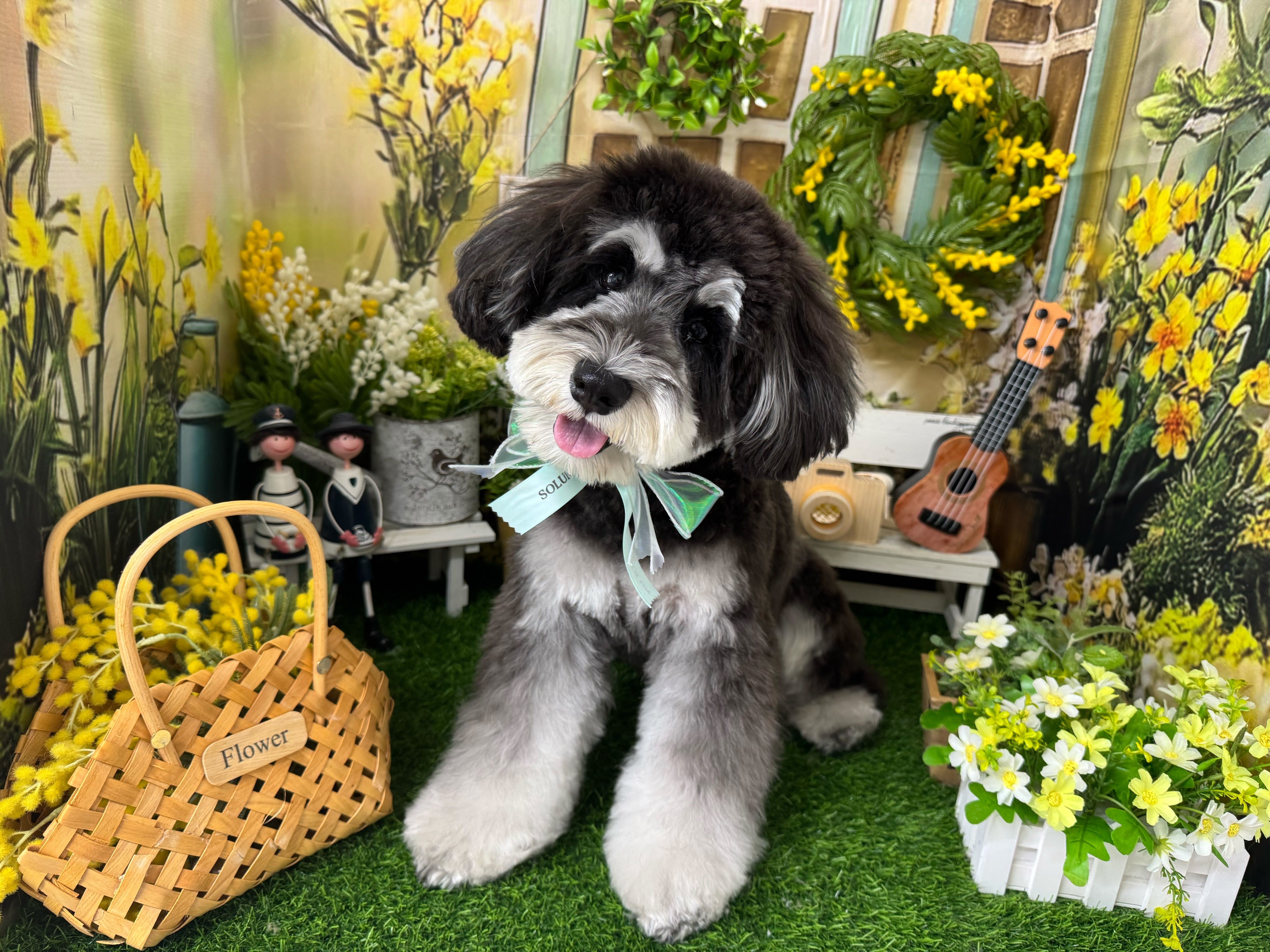 5月のフォトブースのご紹介🌿solunの写真