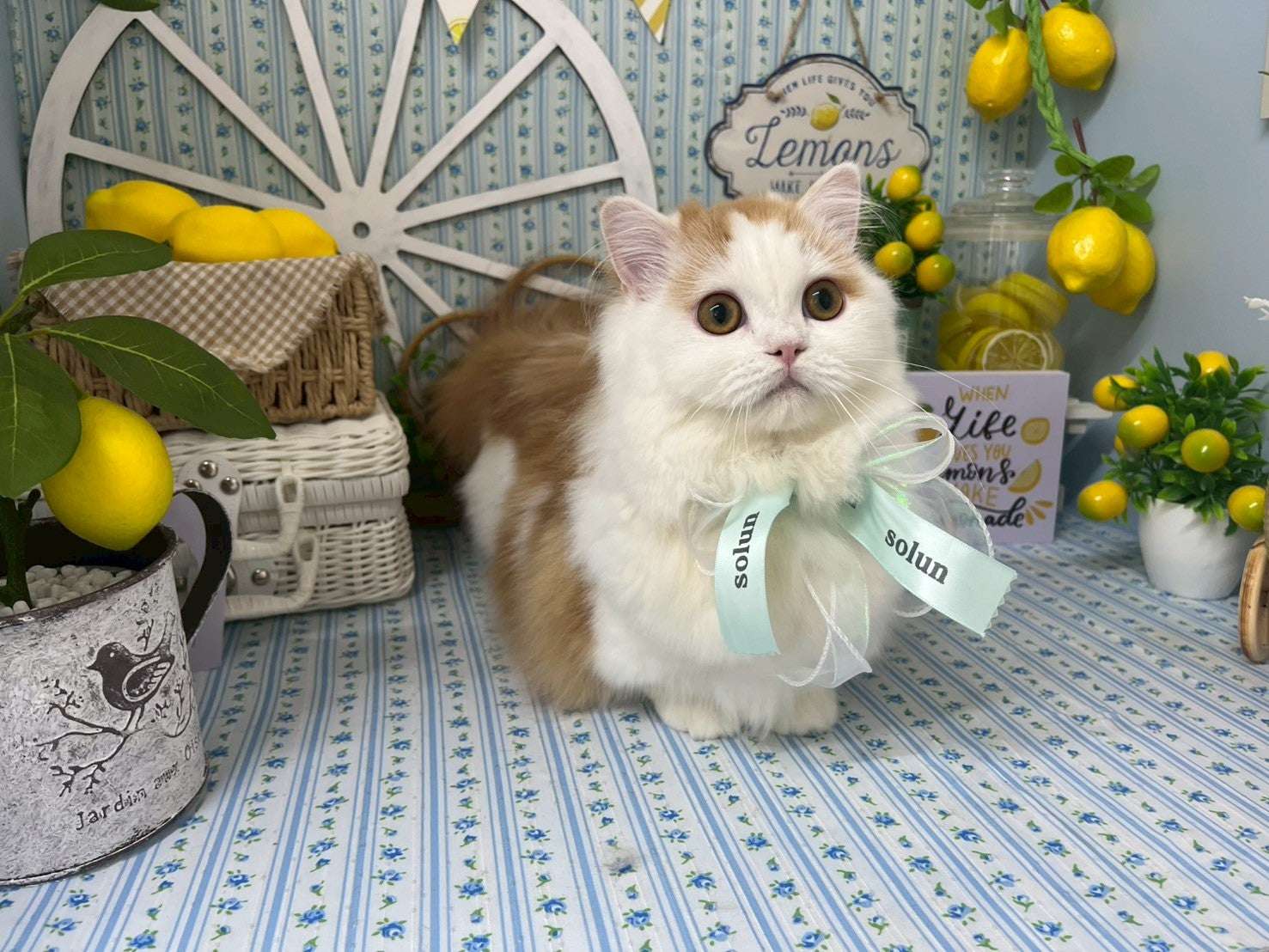 大田区トリミングサロンsolunの6月のフォトブース🍋の写真