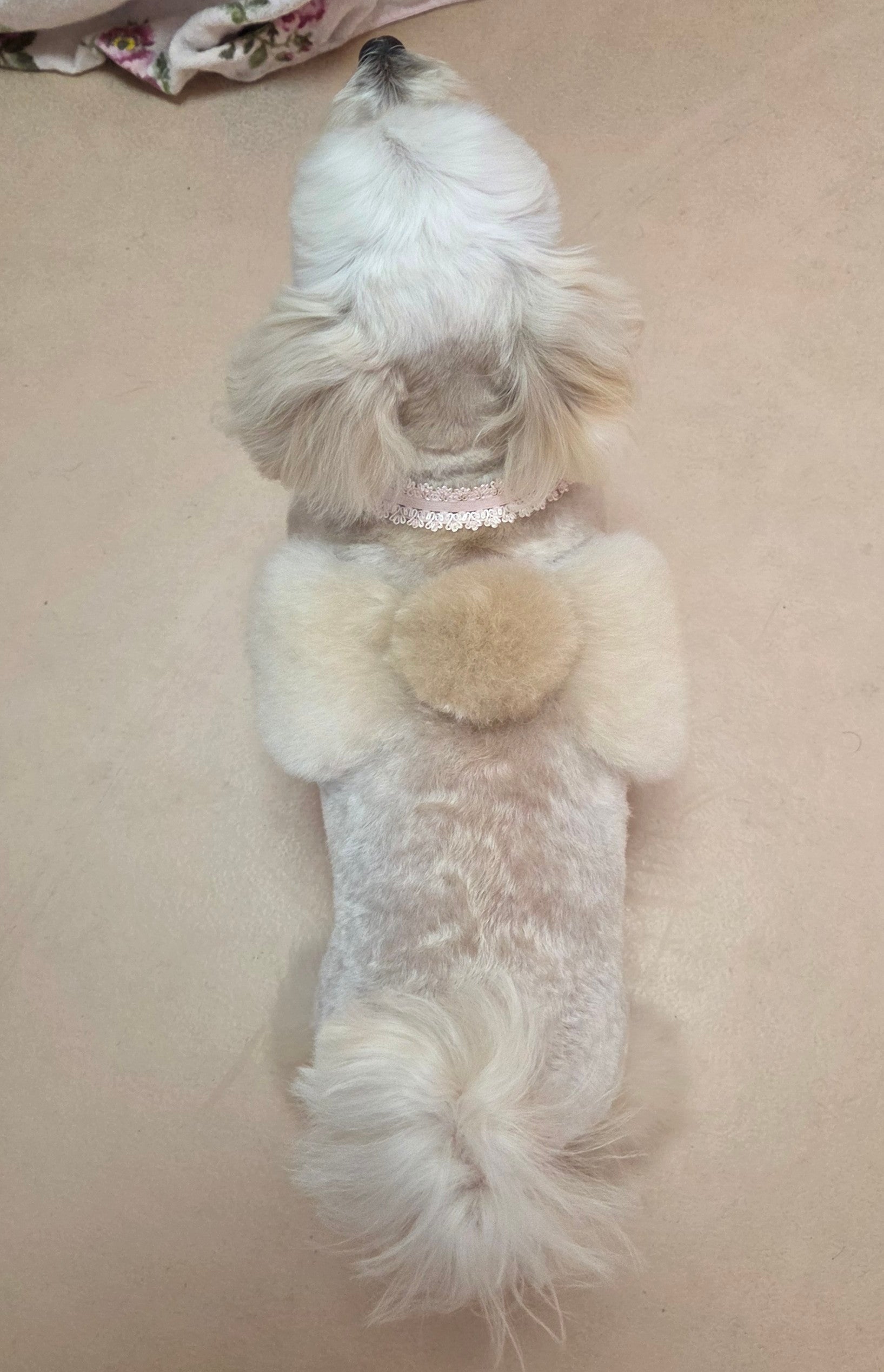 インスタ始めましたの写真