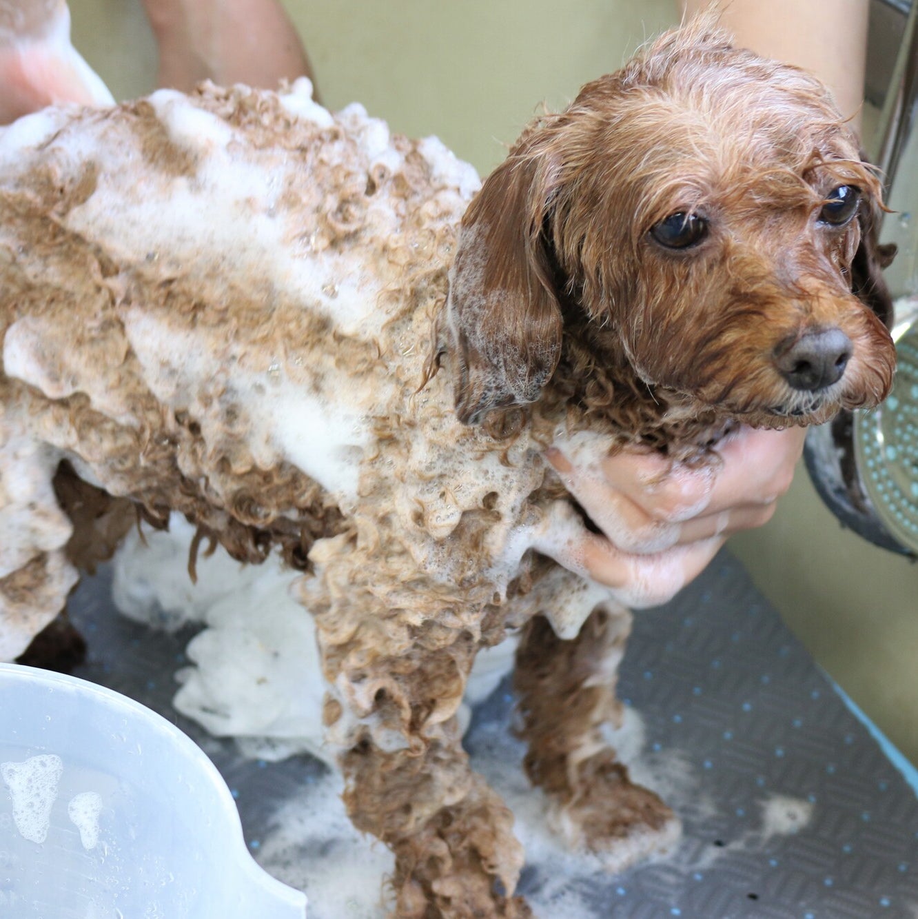 出張犬のとこやさん_3枚目