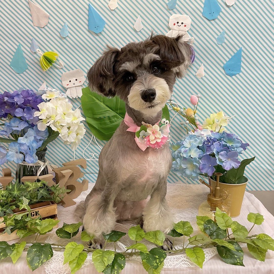 LUXBE DOG宮崎ナナイロ店_3枚目