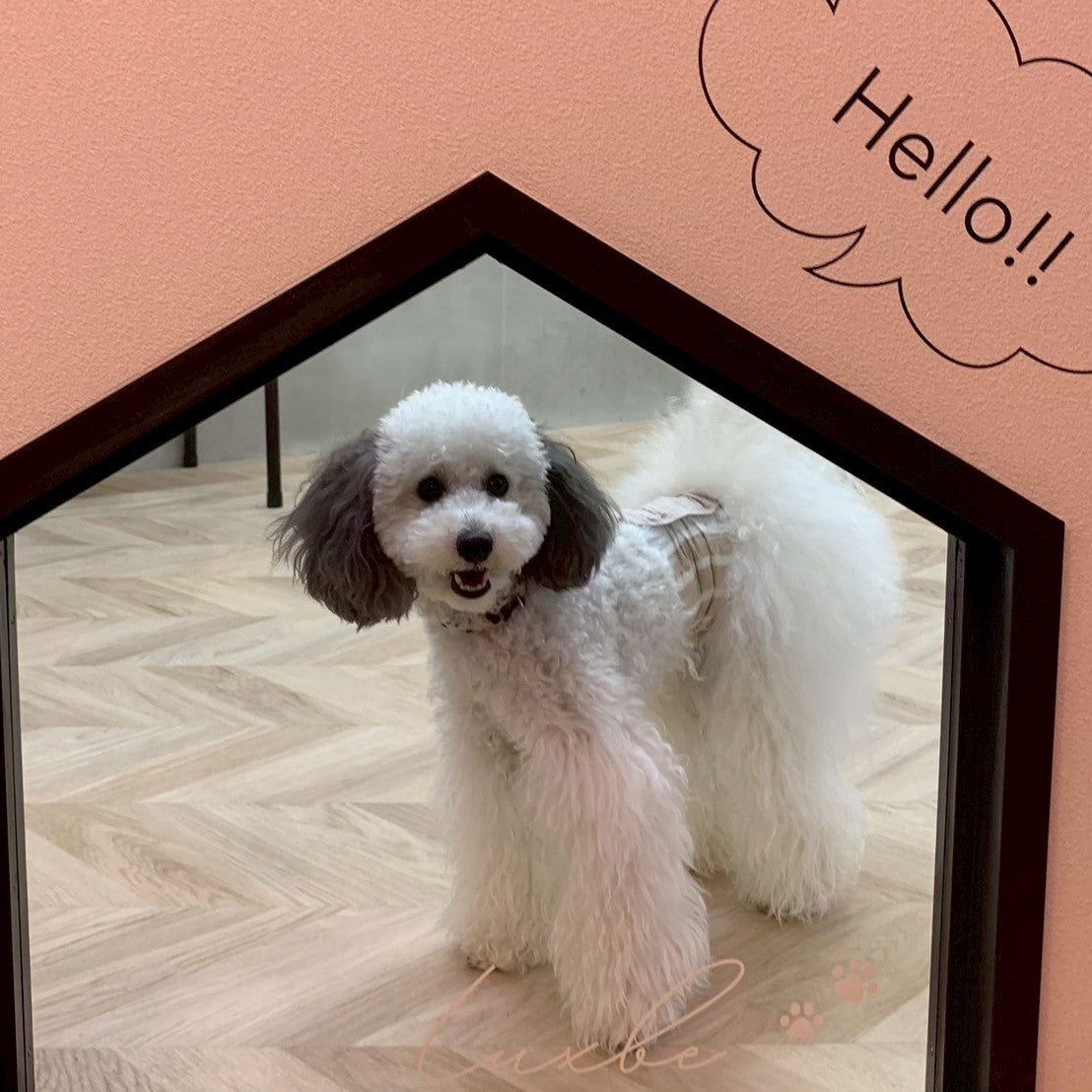 LUXBE DOG宮崎ナナイロ店_2枚目