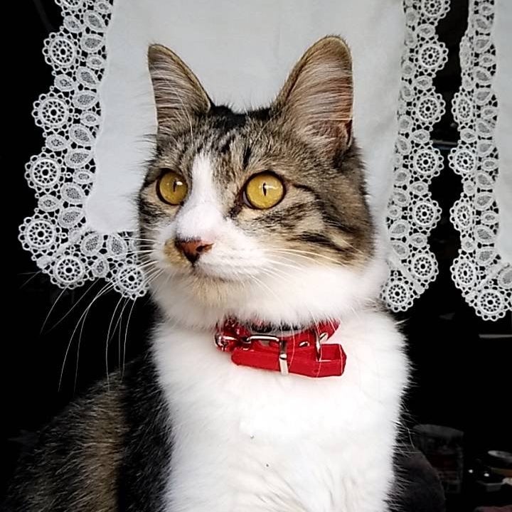 ペット訪問火葬ポピー_2枚目