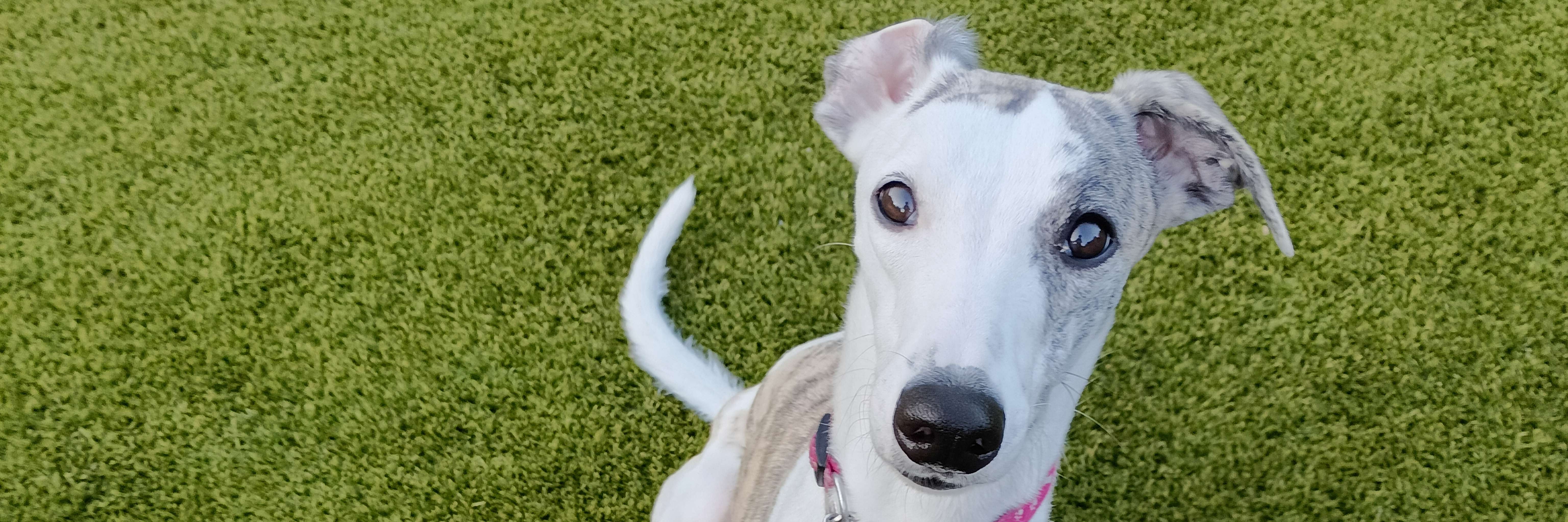 ドッグラン 零ちゃっちゃファーム　dog run   reichaccha_farm_whippet