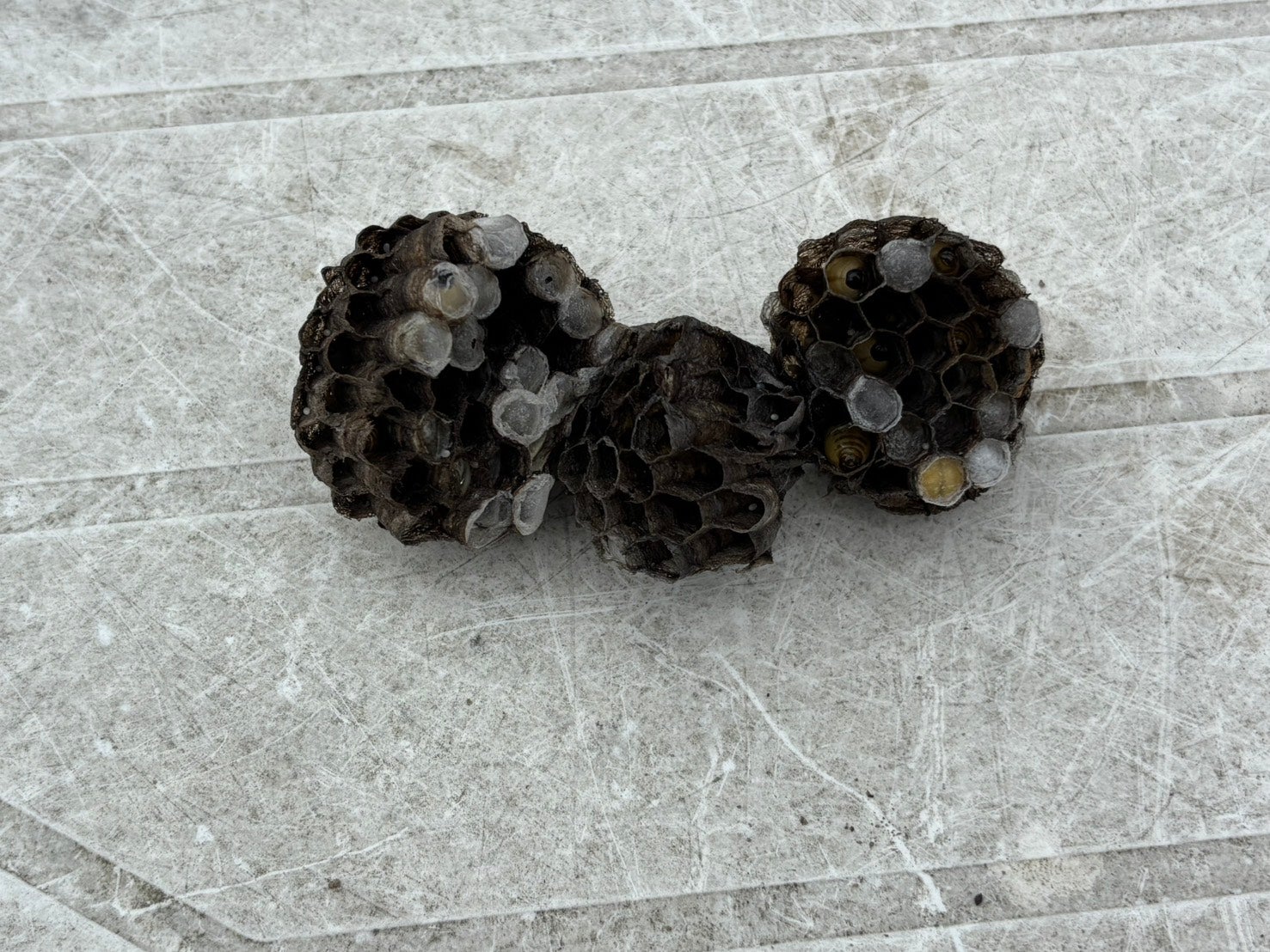 花鏡造園のアシナガバチ　スズメバチに対応していますの写真