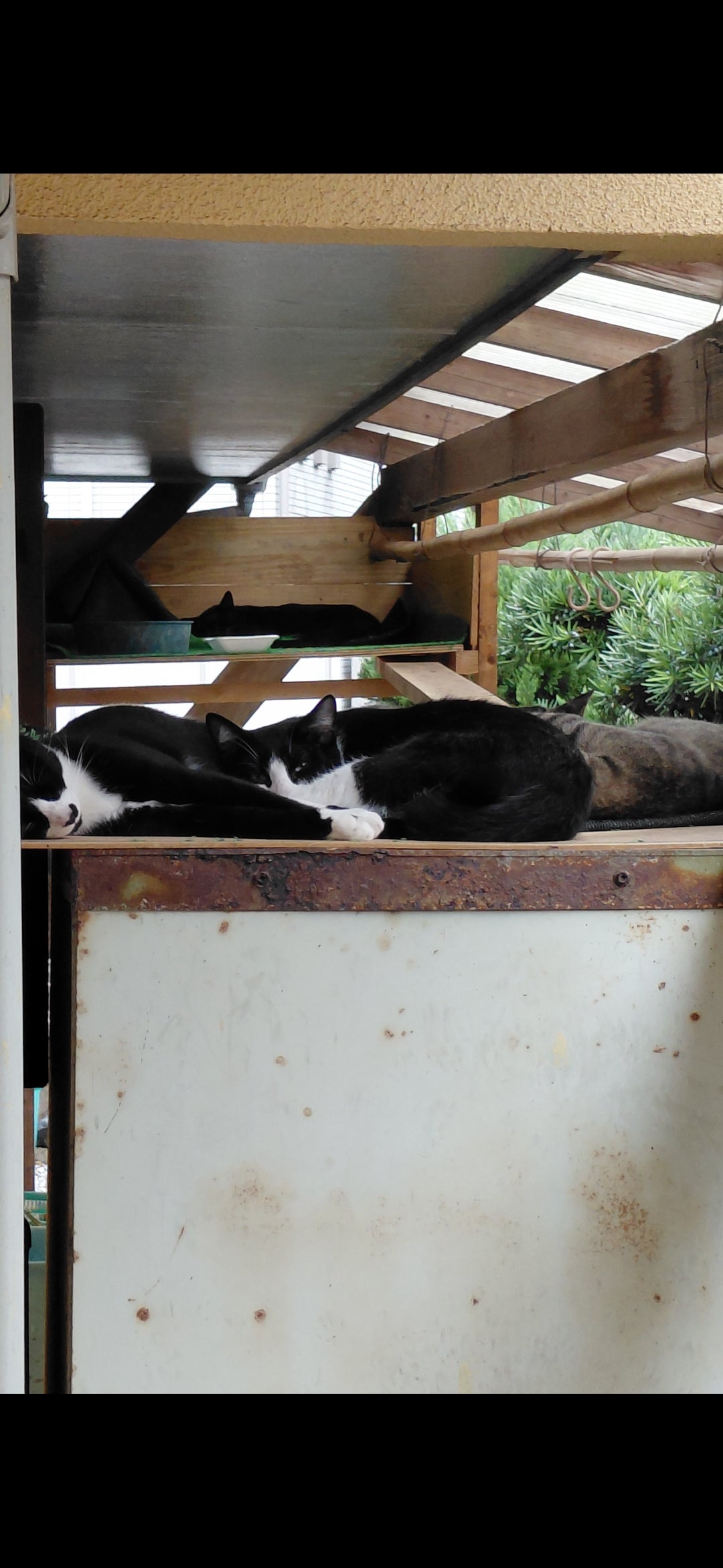 放し飼いのペットが安らぐ場所の提供の写真
