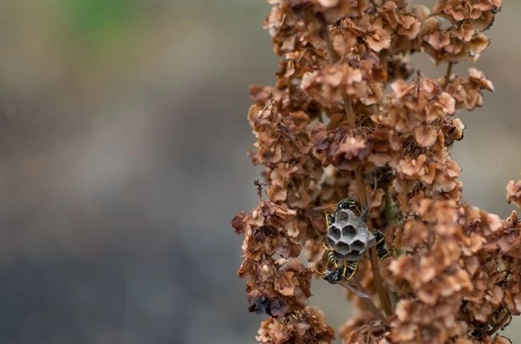 8プロジェクトの害虫駆除の写真