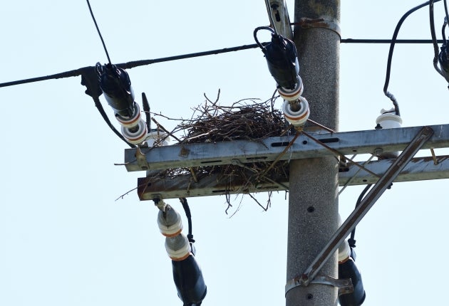 8プロジェクトの害鳥駆除の写真