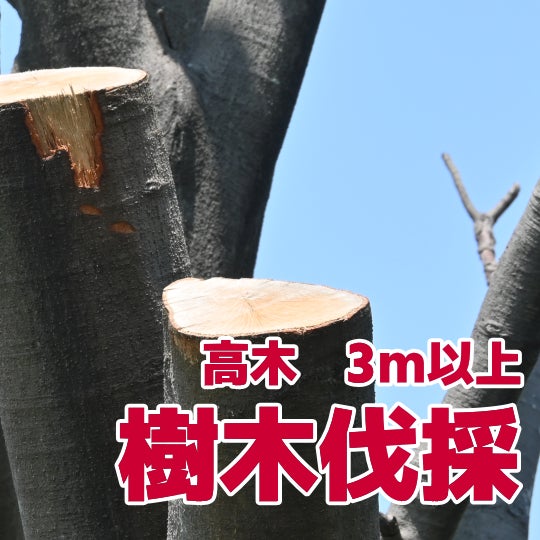 榮倉theGARDEN 清須営業所 -お庭のお手入れ専門店-の【樹木伐採】高木　3m以上　　13,200円〜/本 （税込）の写真