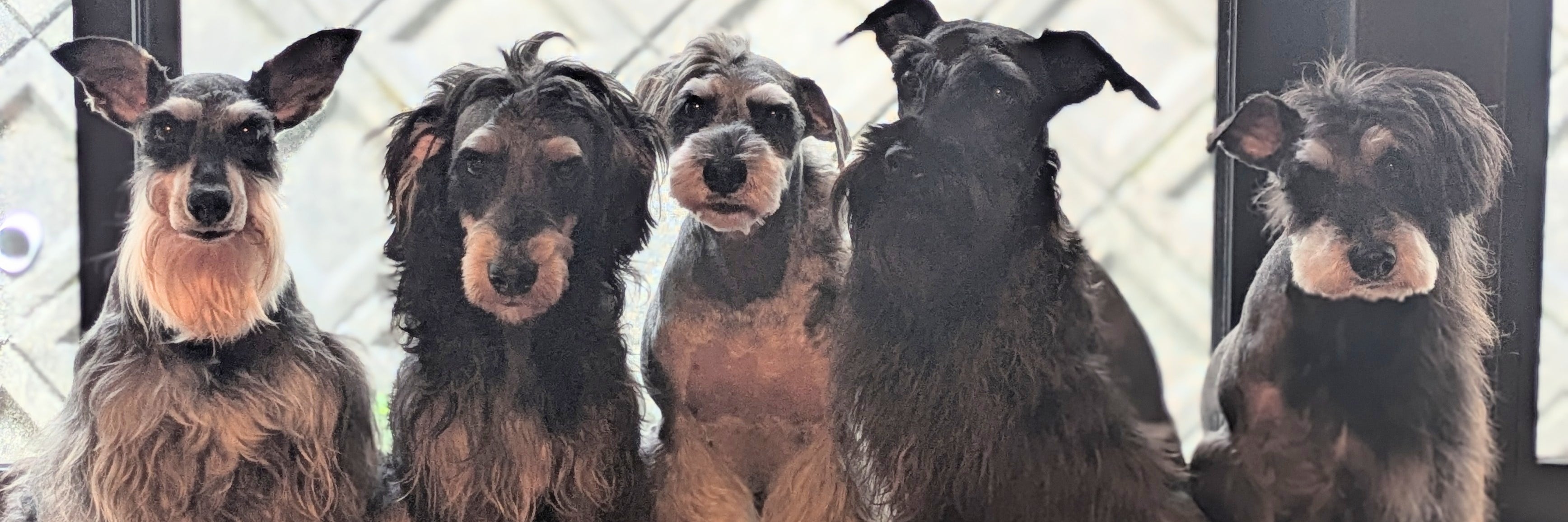 Dog cafe あのぴ