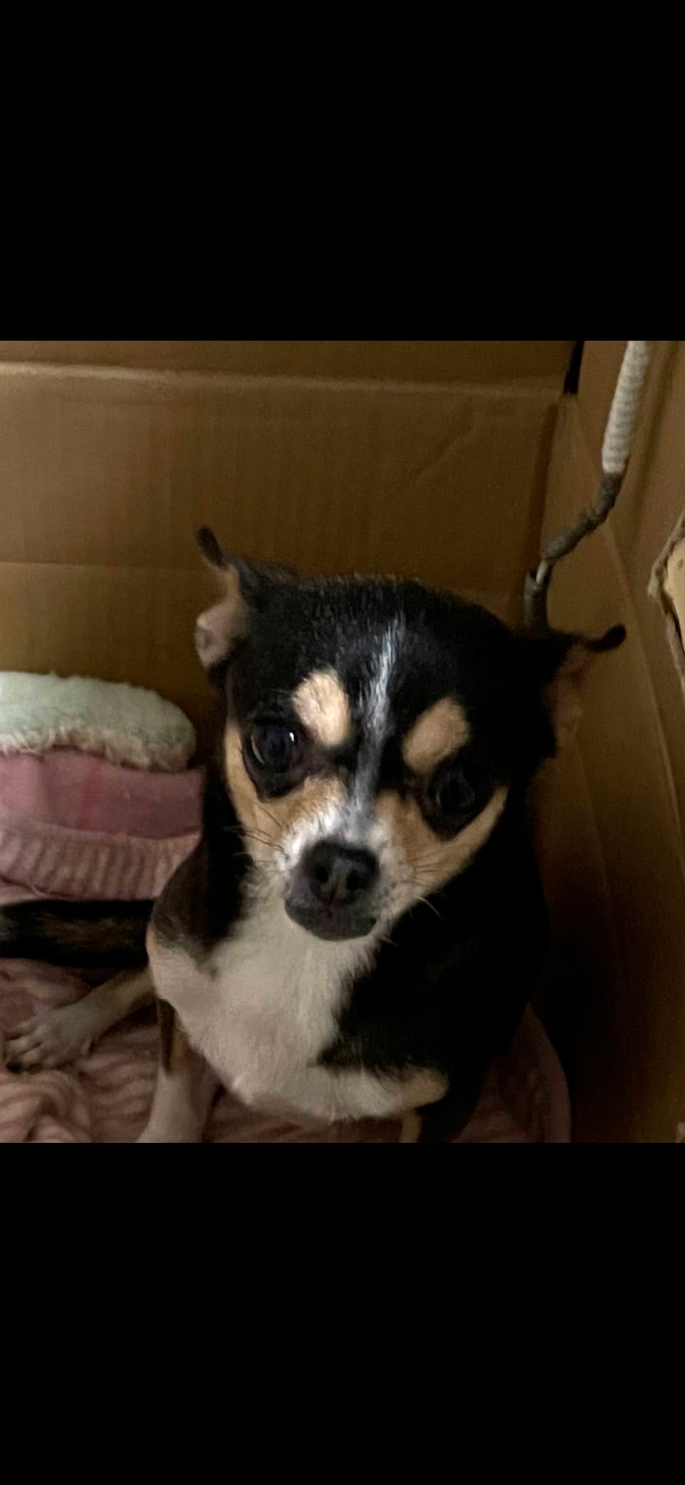引退犬の里親さんも募集しております！の写真