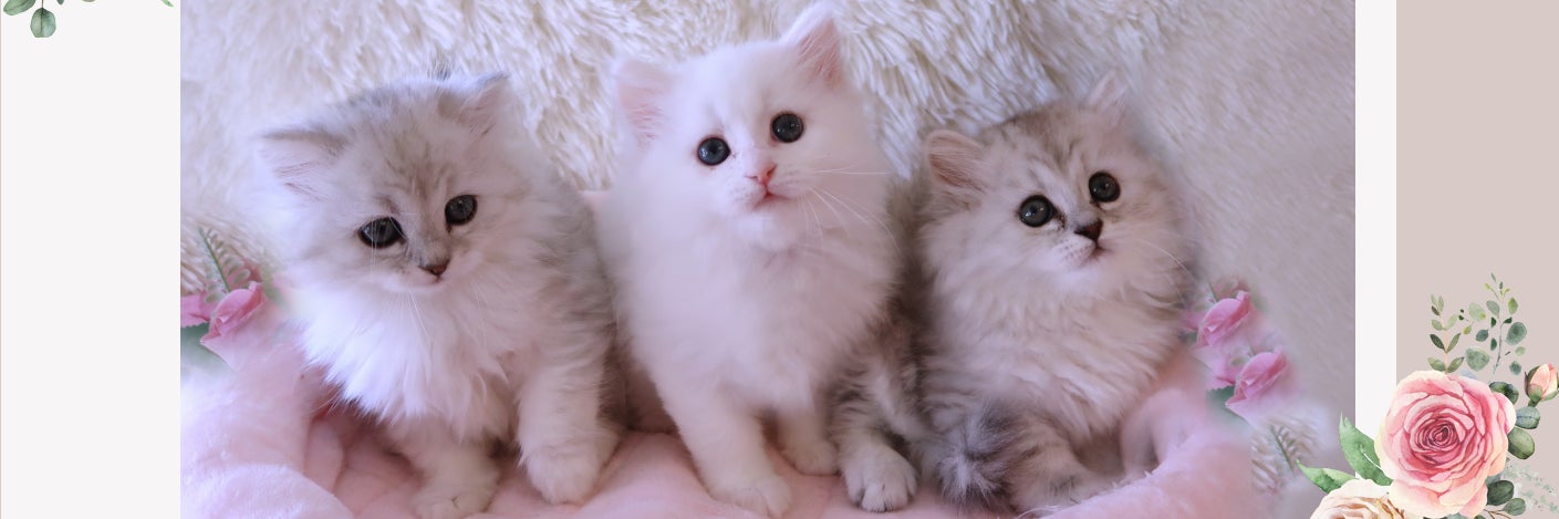 Lovely cat