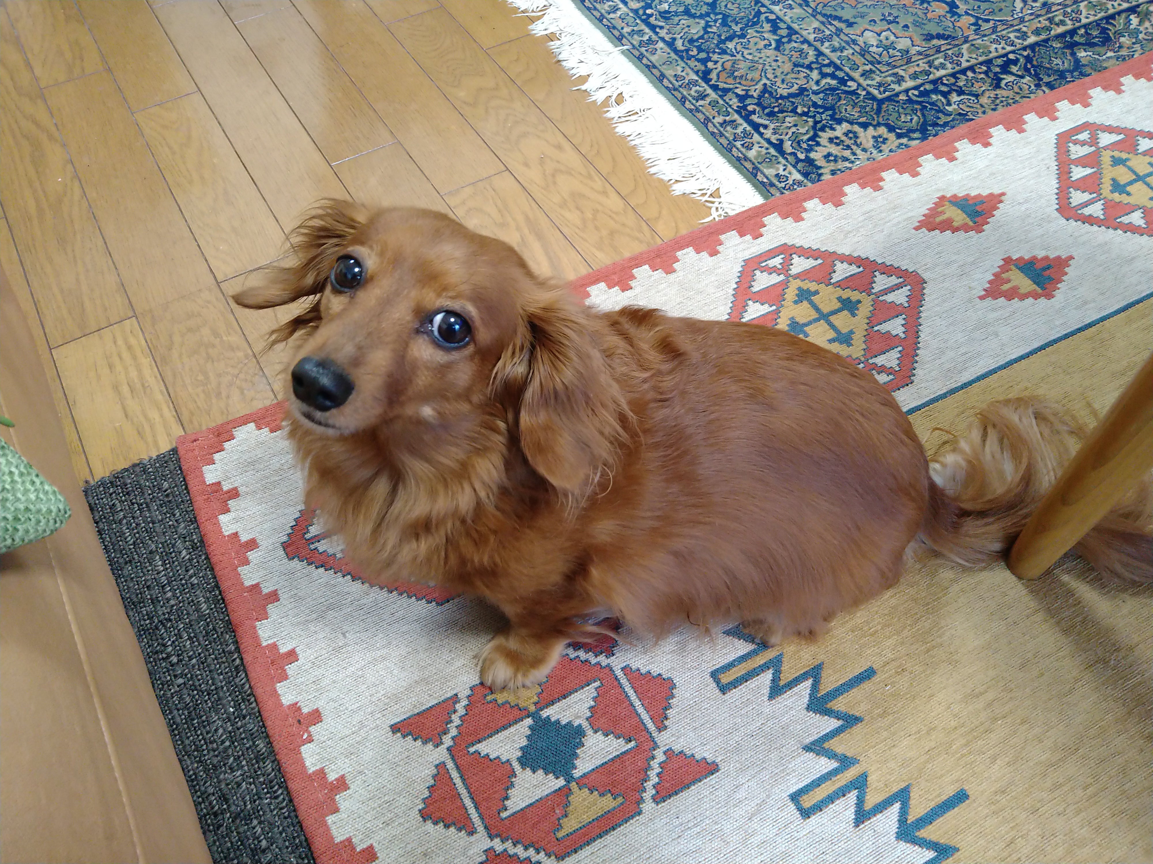 Shiny  Bellの雰囲気の写真 - 看板犬🐶ベルちゃん