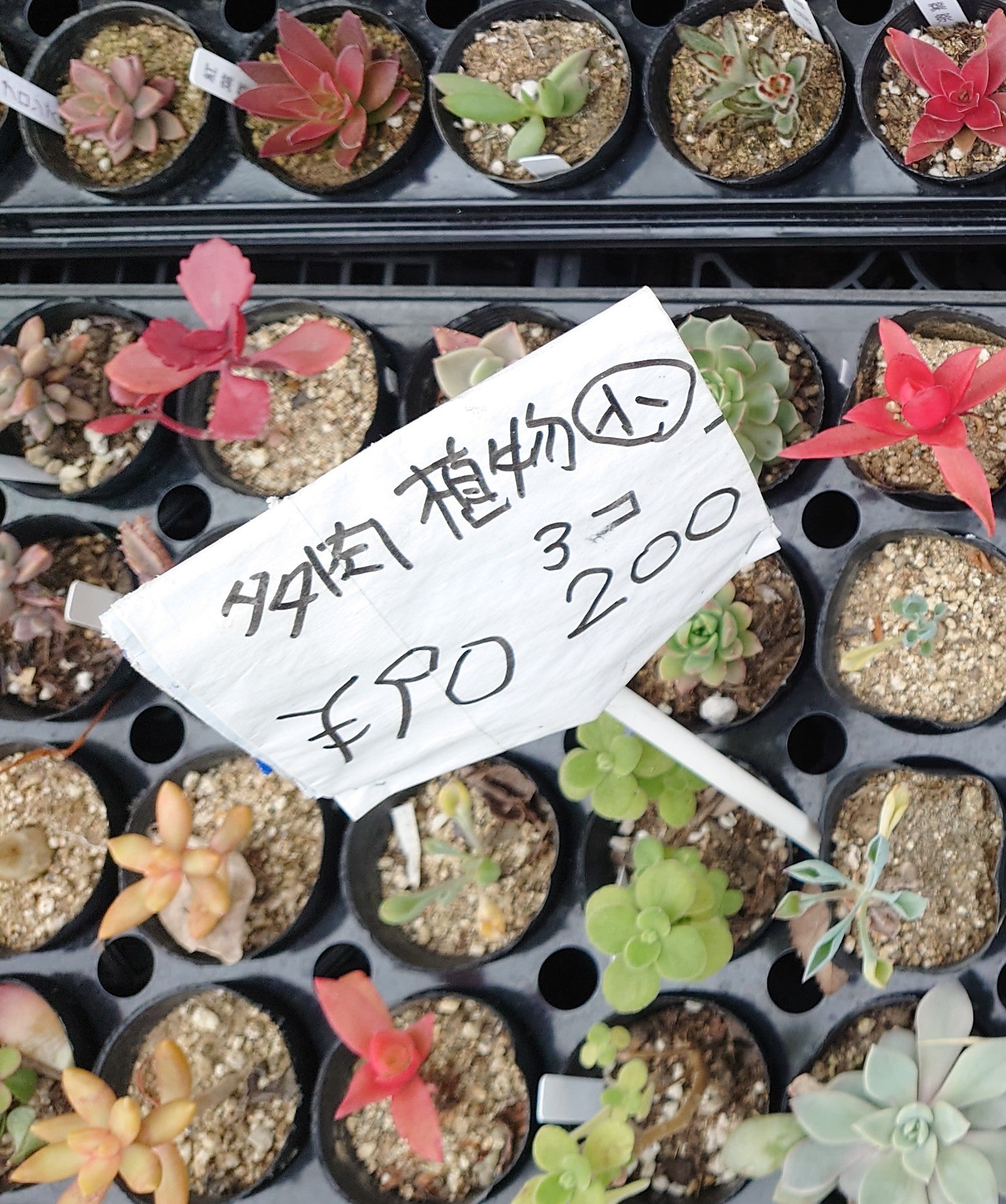 乾園芸の商品の写真 - 多肉植物、小さいポット1個90円、3個200円は安い✨